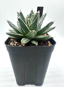 AKx TTmL  agave ̐ O[ gQ  ϗtA  y l炵  ANZg  Ch 킢 v[g Mtg