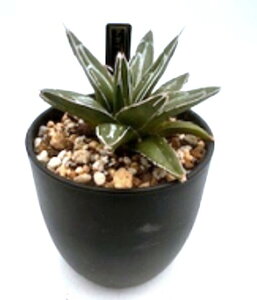 AKx TTmL  agave ̐ O[ gQ  ϗtA  y l炵  ANZg  Ch 킢 v[g Mtg