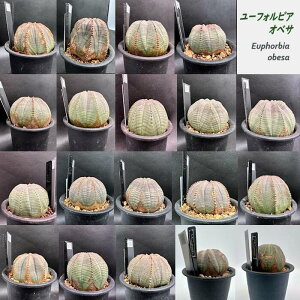 [tHrA IxT  A  ͗l gQȂ ϗtA O[ Mtg A Ă₷ I RNV  CeA ~jTCY v[g