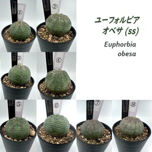 ユーフォルビア オベサ SSサイズ 生花 多肉植物 球体 模様 トゲなし 観葉植物 グリーン ギフト 珍奇植物 育てやすい 個性的 コレクション おしゃれ インテリア ミニサイズ プレゼント