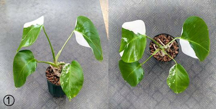 楽天市場】モンステラ ボルシギアナ ホワイトタイガー斑入り 生花 観葉 