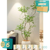 楽天市場】観葉植物 パキラ 180cmの通販