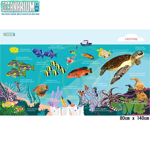 [ OCEANARIUM ] �h���C�^�I�� T05 TURTLES & CORAL FISH IDENTIFICATION 80cm x 140cm