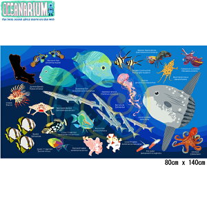 [ OCEANARIUM ] �h���C�^�I�� T03 MOLA & CORAL FISH IDENTIFICATION 80cm x 140cm