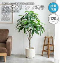楽天市場】観葉植物 パキラ（インテリア小物・置物｜インテリア・寝具 