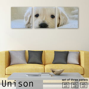 y10%OFF XԌ聦 11/5 18:00`11/16 23:59܂ŁIzCeA A[g  A[gpl 3 Zbg G  R  Ck dog 킢    q ʐ^  zc ѕz 