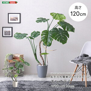 tFCNO[ lHϗtA ϗtA t Xe MTCY 150cm  A O[ ȒP C A i` IV  傫 tFCN rO Q