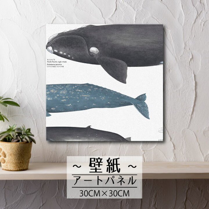 楽天市場 壁掛け インテリア 絵 壁紙 アートパネル海 生き物 生物 海洋生物 クジラ 図鑑 アート リアル 子供 子供部屋 かわいい 男の子 男子 おしゃれ30cm 30cm 正方形 エンボス 凸凹 アクセントクロス 日本製 ハンドメイド 木枠 Mic楽天市場店