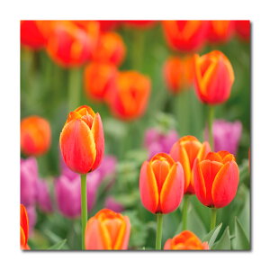 yubNtCf[ 10%OFF 11/20 20:00`11/27 01:59܂ŁIzA[gpl  Ǌ|  ̓ o rose t[ [Y sN K[x ԑ Ԃт z KN ^g Jt N