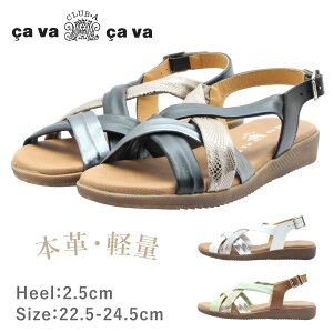 cavacava T@T@ ToTo 3385025 fB[X T_ Xgbv U[ y {v C