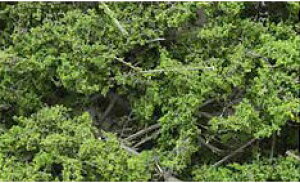 VRfގ؁itϕtj ~fBAO[yKATOE24-557zuS͌^ NQ[W Jg[v