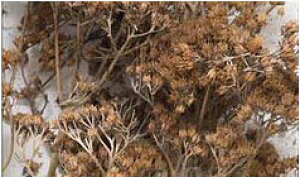 VRfގ2 ъyKATOE24-558zuS͌^ NQ[W Jg[v