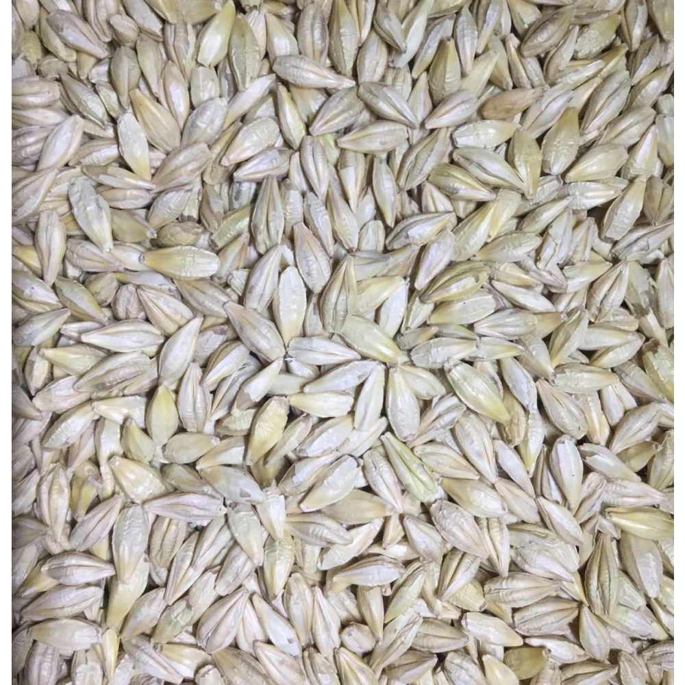 六条大麦 麦藁はマルチングの材料になります 定価 お得クーポン発行中 大麦 シュンライ