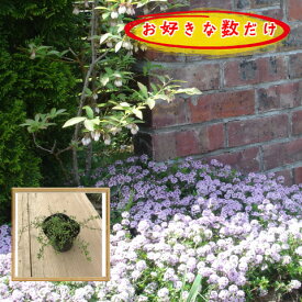 楽天市場 クリーピングタイム 種の通販