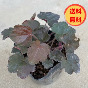 yzy엿v[gzq[Pic{TSjt9.0cm|bg@ 5pZbg/cis@܂