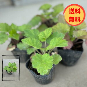 yzy엿v[gzq[Pic{TSjΗt9.0cm|bg@ 10pZbg/cis@܂