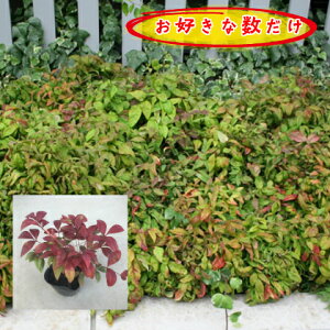 植木 盆栽 オタフクナンテンの人気商品 通販 価格比較 価格 Com