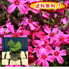 【送料無料！】芝桜（赤花）スカーレットフレーム 80pセット/苗(しばざくら・シバザクラ)【肥料プレゼント】