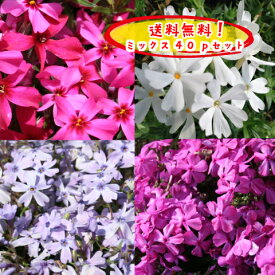 楽天市場 花の苗物 種類 植物 シバザクラ 苗物 ガーデニング 農業 花 ガーデン Diyの通販