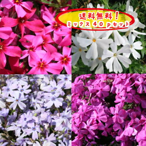 芝桜の通販 価格比較 価格 Com