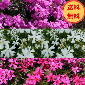 yIzyzyЂƂl2Zbgzō(VoUNj3ނZbgi~bNX10|bgj_jGNbViZj4pXJ[bgt[iԁj3pui