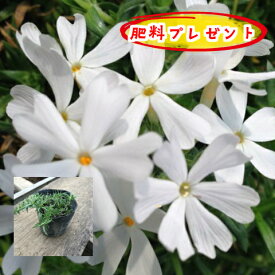 楽天市場 芝桜 白の通販