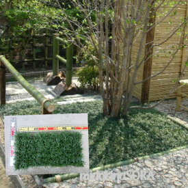 【送料無料：本州・四国お届け対象】タマリュウマット(玉竜)4枚セット！／苗【配送：佐川急便】【オリジナル肥料プレゼント】