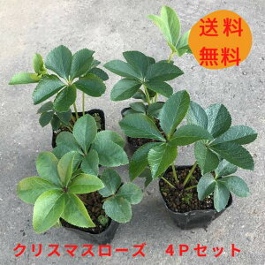 「歳末セール」クリスマスローズ 小苗 ヘルツェ系レインボー×ヘルツェ系蜃気楼 クリスマスローズ蜃気楼いつの間にか可...「クリスマスローズ2025」のアルバム-みんなの趣味の園芸2374021