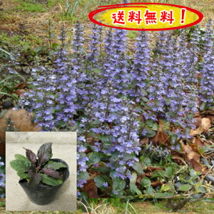 yIzy엿v[gzAWK@v^X10pZbg/c