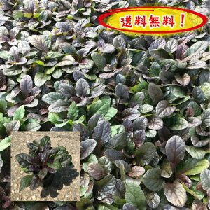 アジュガ 苗の人気商品 通販 価格比較 価格 Com