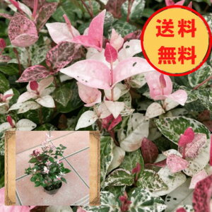 yzy엿v[gzncLJY@9.0cm|bg 20pZbg/cyȃZbgz