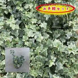 楽天市場 その他 種類 植物 アイビー 苗物 ガーデニング 農業 花 ガーデン Diyの通販