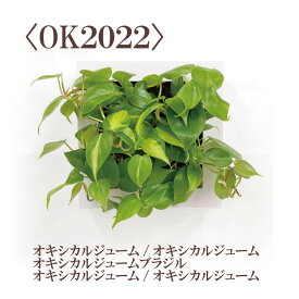 【公式】ミドリエデザイン 壁掛け ＜FRAME（スクエア） 8色 ＞ 土に代わる土壌 パフカル 観葉植物 おしゃれ 小さい