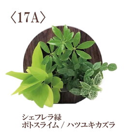 【公式】ミドリエ 壁掛け 土に代わる土壌 パフカル ＜GREEN FRAME（ラウンド）3色 ＞ 観葉植物 おしゃれ