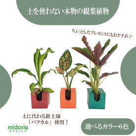 【公式】ミドリエ コミドリ 選べる カラー 苗 3個 セット ミニ 観葉植物 おしゃれ