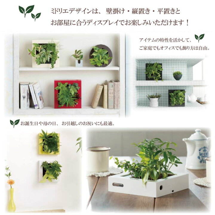 楽天市場】【公式】3個で割引 お得な植栽お任せセット 壁掛け 観葉植物 