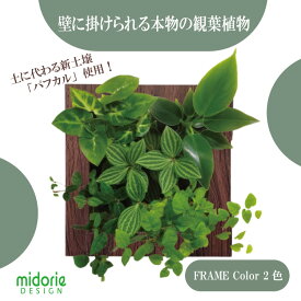 【公式】ミドリエデザイン ＜FRAME 木目調（スクエア） 2色 ＞ 土に代わる パフカル 観葉植物 おしゃれ