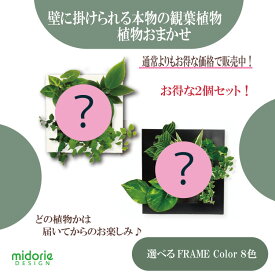 【公式】2個で割引 お得な植栽お任せセット 壁掛け 観葉植物 ミドリエデザイン FRAME 選べるカラー