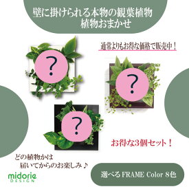 【公式】3個で割引 お得な植栽お任せセット 壁掛け 観葉植物 ミドリエデザイン FRAME 選べるカラー