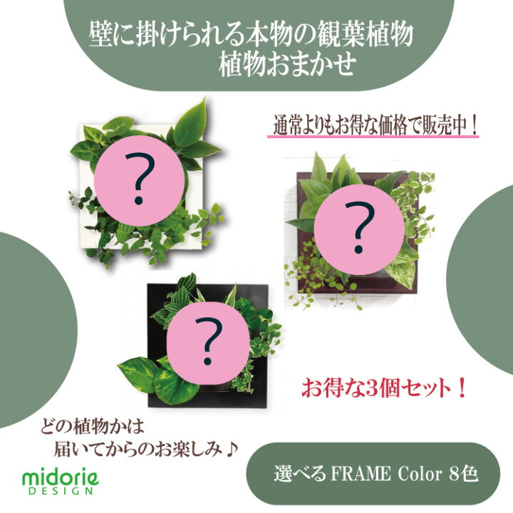 楽天市場】【公式】3個で割引 お得な植栽お任せセット 壁掛け 観葉植物 