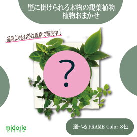 【公式】限定 お得な植栽お任せセット 壁掛け 観葉植物 ミドリエデザイン FRAME 選べるカラー