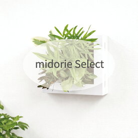 【公式】お得な植栽お任せセット 壁掛け 観葉植物 ミドリエデザイン FRAME 選べるカラー