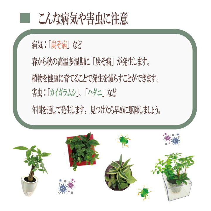 楽天市場】【公式】3個で割引 お得な植栽お任せセット 壁掛け 観葉植物 