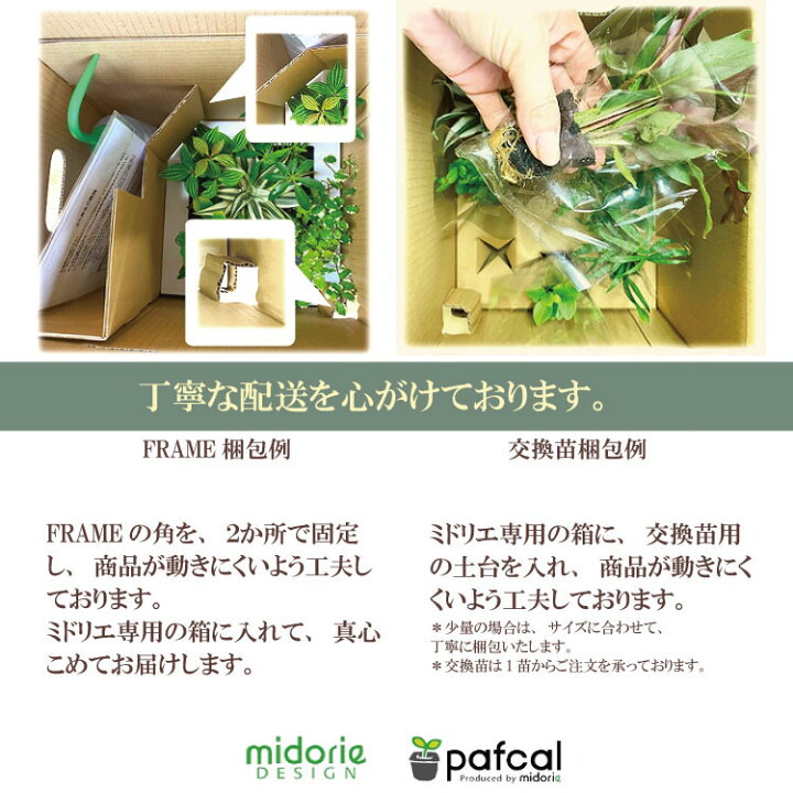 楽天市場】【公式】3個で割引 お得な植栽お任せセット 壁掛け 観葉植物 