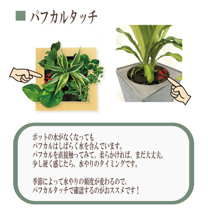 楽天市場】【公式】3個で割引 お得な植栽お任せセット 壁掛け 観葉植物 
