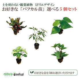 【公式】ミドリエ 土に代わる土壌 パフカル苗 【選べる5個セット】 観葉植物 おしゃれ