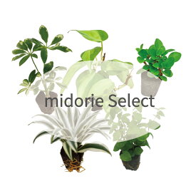【公式】ミドリエ 土に代わる土壌 パフカル苗 【おまかせ5個セット】 観葉植物 おしゃれ