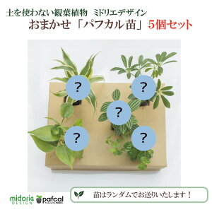 yz~hG yɑy ptJc y܂5Zbgz ϗtA 