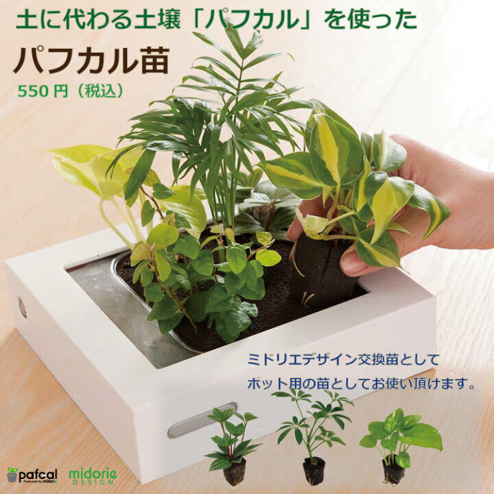 楽天市場 公式 ミドリエ パフカル苗 660円 土に代わる土壌 観葉植物 おしゃれ 交換 ミドリエオンライン 楽天市場店 楽天市場 公式 ミドリエ パフカル苗 660円 土に代わる土壌 観葉植物 おしゃれ 交換 ミドリエオンライン 楽天市場店
