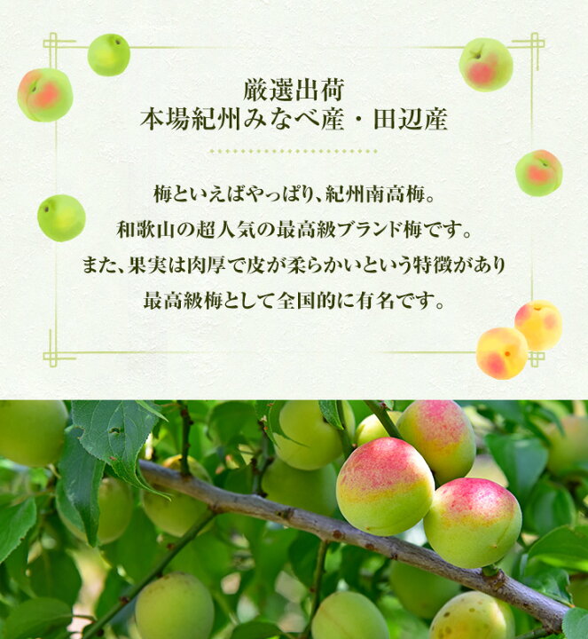 楽天市場】和歌山県産 【完熟梅】 3L/2Lサイズ 5kg (A級品と少しキズ 